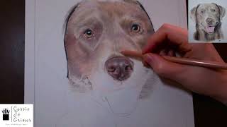 Silver Lab in Colored Pencil (With Voice Over)