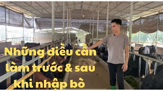 Những Điều Cần Làm Trước & Sau Khi Nhập Bò.