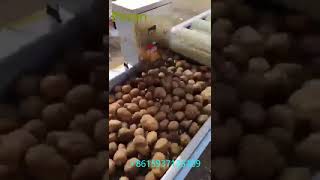 potato cleaning machine , potato washing machine, potato skin peeling machine