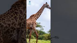 Giraffe (जिराफ) #wildlife #fact #amazingfacts #natureshorts #nature #naturewonders #naturelovers