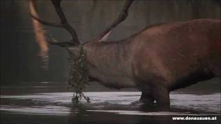 Europäischer Rothirsch im Nationalpark Donau-Auen - Cervus elaphus