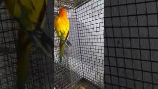 Sun conure | Exotic Birds