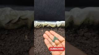 How to grow lady's finger at home | Growing bhindi  from seeds #shorts