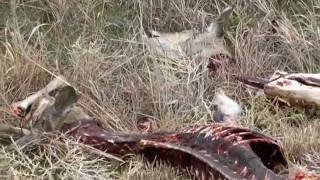 Deer Carcass Disposal