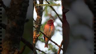 Relaxing Bird Sounds: Listen to the Common Rosefinch Chirping#shorts #birds #birdsinging #nature