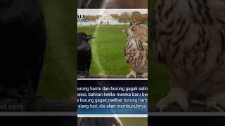 Fakta unik burung hantu vs burung gagak