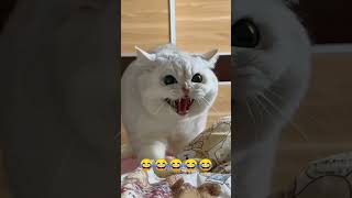 बिल्ली ने हंस के दिखाया🤣🤣 #funny #monkey #comedy #cat #realfools #trendingshorts #viralvideo #shorts