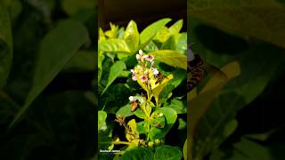 #butterfly #wildlifephotoghraphy #adventure #melody #birds #kl #incredibleindia #incrediblekarnataka