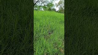 Green Grass #grass #nature #spring