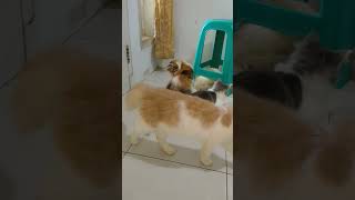 #catlover #cat #kitten #catvideos #kucing #kucinglucu #kucingpersia