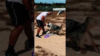 Put joy into dog training!🥳 - Coloque alegria no adestramento de cães!🥳