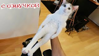 Приколы с котами! С ОЗВУЧКОЙ! СМЕШНОЕ ВИДЕО С КОТАМИ! Смешные животные! ДО СЛЕЗ!