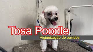 Tosa poodle e higienização de ouvidos