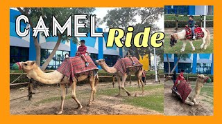 CAMEL RIDE IN DUBAI CREEK PARK