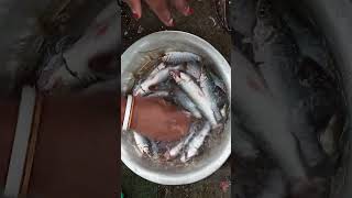 chote bata machli 🤤🤤#fishfry #fishcutting #fishing #shorts