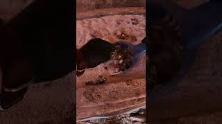 Cleaning up Chicken Poop With Cat Litter Scoop