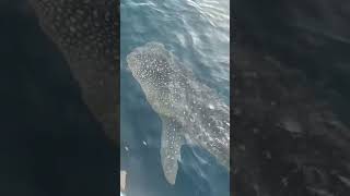 Mt Gililombok Tour And Trips, whaleshark