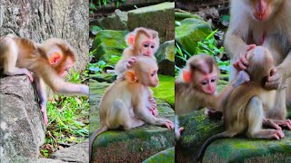 Good young monkey mom take care two babies monkey