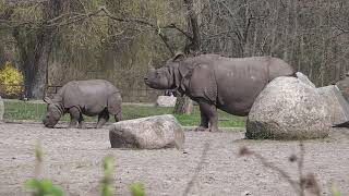 Tierpark Berlin: Eisbären Tonya und Hertha-Nashorn-Roter Panda und Gänsegeier