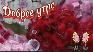 Доброе утро. 💕Пусть  у тебя  все будет  очень хорошо.  👍Песня. Шалости и глупости.💓