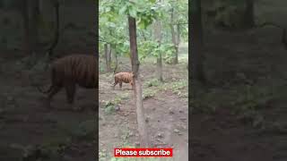 Tiger 😯 #shorts #viral #tiger #animals