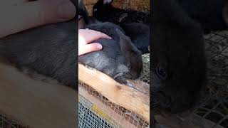 time for pets 🥰🥰🥺 #bunny #rabbitrabbit #rabbit #bunbun #animalshorts #pet #littlebunny #animals