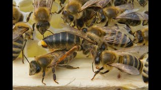 Wie oft paart sich die Bienenkönigin? (Paarungsbiologie der Bienen)