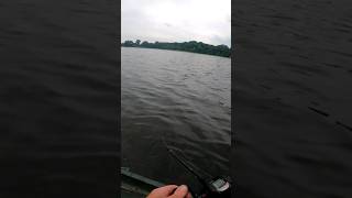 Pike hits lure at the boat