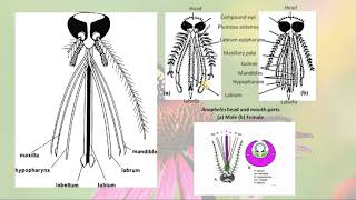 MOUTHPART OF INSECTS PART 02