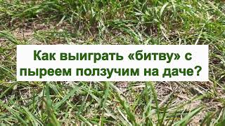 ПЫРЕЙ ПОЛЗУЧИЙ - как избавиться от него на огороде и газоне. БОРЬБА С СОРНЯКАМИ на даче.