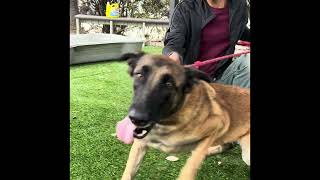 NEW A5651030 Becky | Belgian Malinois