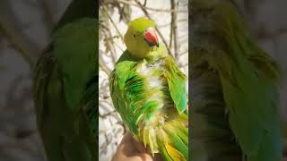 Cockatiel Lulu careers #parrot #cockatielsinging #cockatielsing #cute #cockatiel #cockatielsound