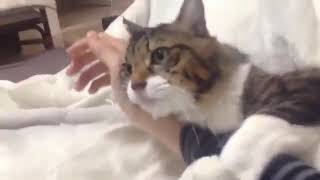 Cat interested on her owner Hand