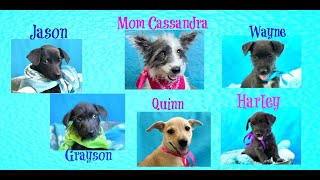 Comic Kids Jason Grayson Quinn Wayne Harley Adoption Movie TracysPawsRescue Saving dogs in Texas