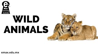 Wild animals (animales salvajes)