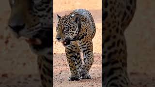 The Largest Wild Cat In The Americas -Jaguar #viral #jaguar #wildcats