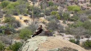 Red-Tailed Hawk near San Evaristo, Baja California, Mexico