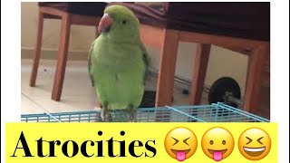 How to train a bird/parrot to talk|pattu atrocities|#shorts|pattu