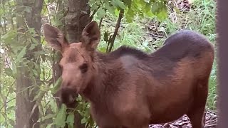 Baby moose visit