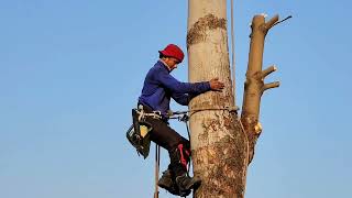 Hồi Hộp Vua Khỉ Cưa Cây Dầu Cao Khủng Ở Vị Trí Siêu Khó Cưa. Sawing giant Dipterocarpus alatus tree