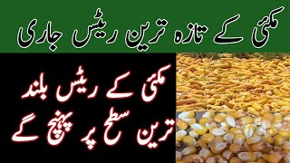 New Maize Rates 2022 | Maize Rates In Pakistan  AGRICULTURE WORLD