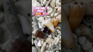 🤗🤩♥️Colorful Cone Snail Shells.🧜🏼‍♀️🌊 #conesnails #seashell #sea #ocean #seashells #ocean