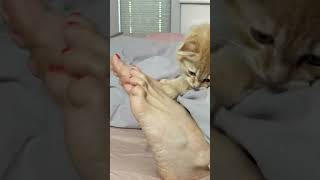 Get Ready to Laugh: Kitten vs. Human Feet