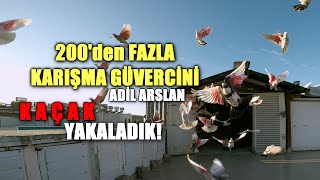 200'DEN FAZLA KARIŞMA GÜVERCİNİ: KAÇAK YAKALADIK - ADİL ARSLAN