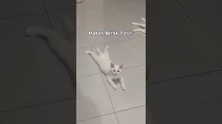 #cat #catlife #catlover #funnyvideos #catfunny #funny #funnyshorts #shortvideo #funnyclip #meme