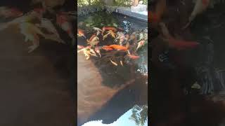 ikan hias dalam kolam #shortvideo