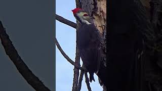 Pileated Woodpecker Pecking Loudly #shorts  #bird