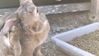 Bunny with itchy ears