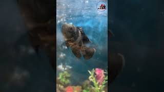 Exotic Oscar Fish | Different Exotic, Fish at Austin Aquatic Aquarium Fish #shorts #trendingshorts