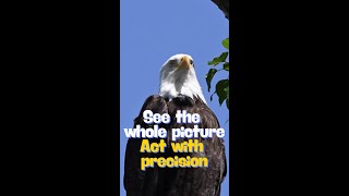 Eagle Wisdom – Gain Distance to See Your Goal Clearly